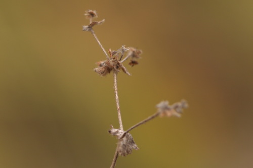Alchemilla hirsuticaulis (Alchemilla hirsuticaulis)