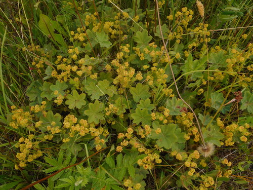 Alchemilla hirsuticaulis (Alchemilla hirsuticaulis)