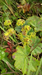 Alchemilla hirsuticaulis (Alchemilla hirsuticaulis)