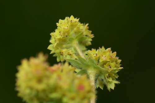 Alchemilla hirsuticaulis (Alchemilla hirsuticaulis)