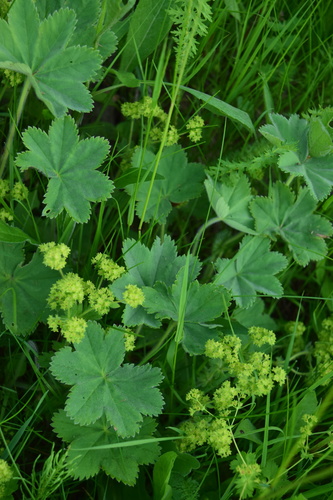 Alchemilla hirsuticaulis (Alchemilla hirsuticaulis)