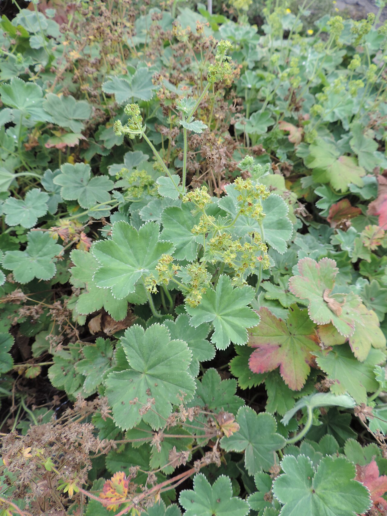 Alchemilla hirsuticaulis: Alchemilla hirsuticaulis in botanical garden in Poznań