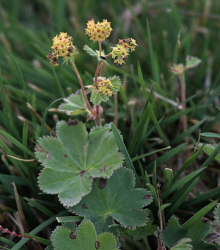 Alchemilla hirsuticaulis (Alchemilla hirsuticaulis)