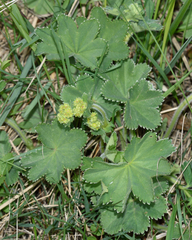 Alchemilla hirsuticaulis (Alchemilla hirsuticaulis)