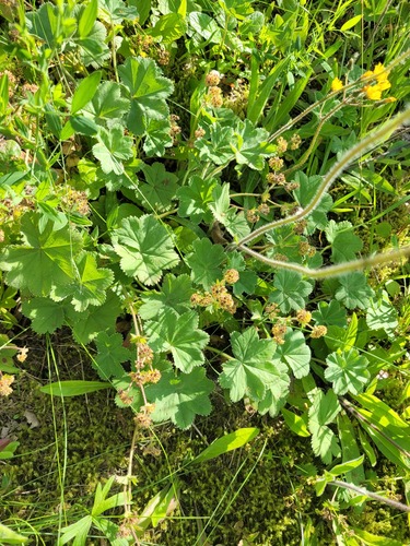 Alchemilla hirsuticaulis (Alchemilla hirsuticaulis)
