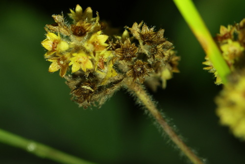 Alchemilla hirsuticaulis (Alchemilla hirsuticaulis)