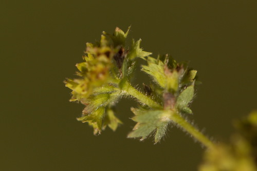 Alchemilla hirsuticaulis (Alchemilla hirsuticaulis)