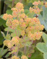 Alchemilla hirsuticaulis (Alchemilla hirsuticaulis)