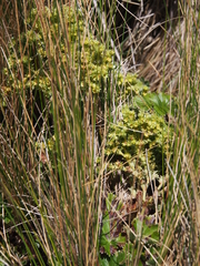 Alchemilla hispidula (Alchemilla hispidula)