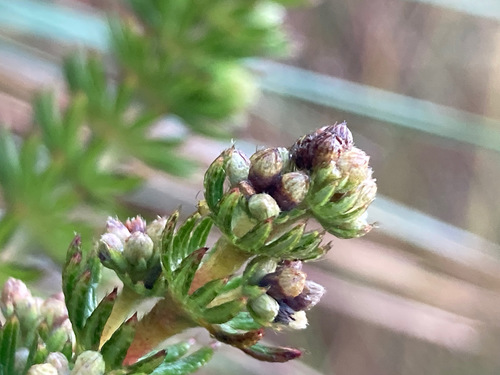 Alchemilla hispidula (Alchemilla hispidula)