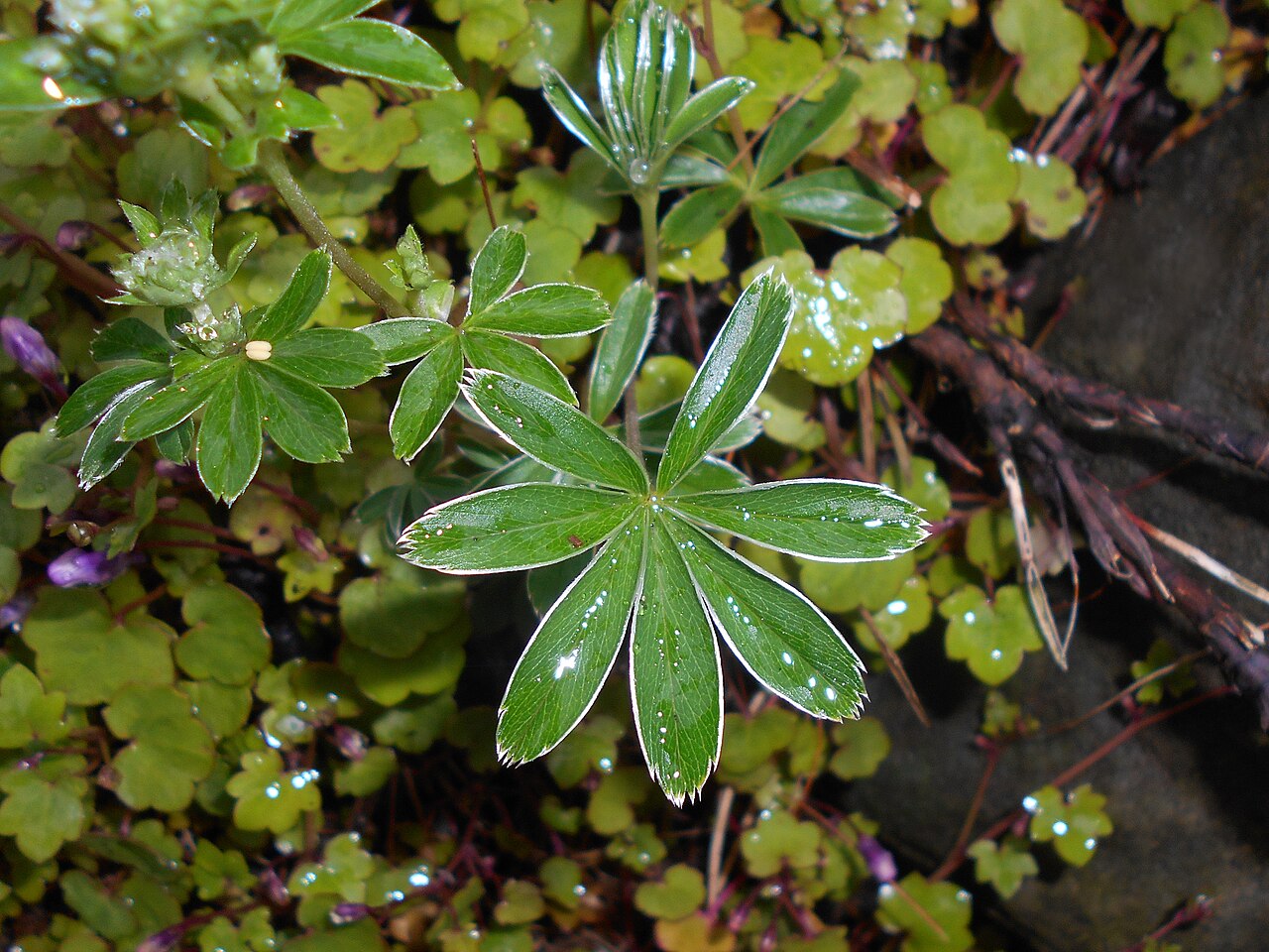 Alchemilla hoppeana: Przywrotnik Hoppego ( Alchemilla hoppeana ), Ogród Botaniczny Uniwersytetu Warszawskiego.