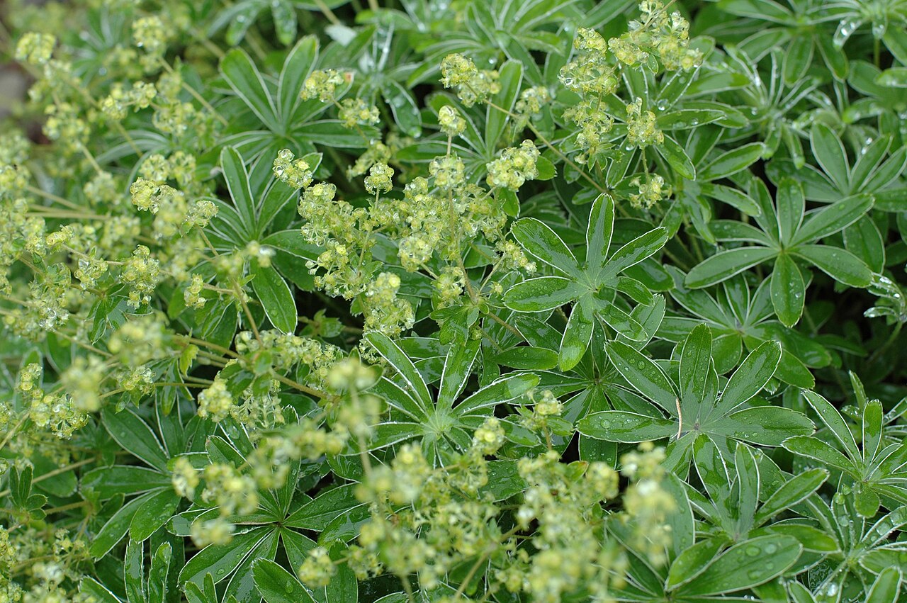Alchemilla hoppeana: Alchemilla hoppeana at Rennsteiggarten near Oberhof/Thuringia