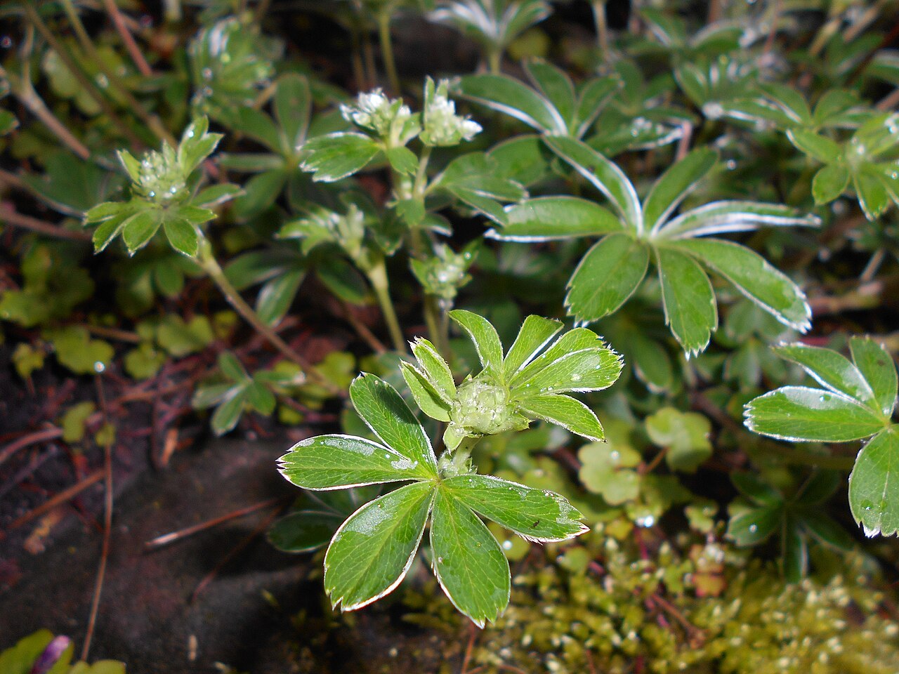 Alchemilla hoppeana: Przywrotnik Hoppego ( Alchemilla hoppeana ), Ogród Botaniczny Uniwersytetu Warszawskiego.