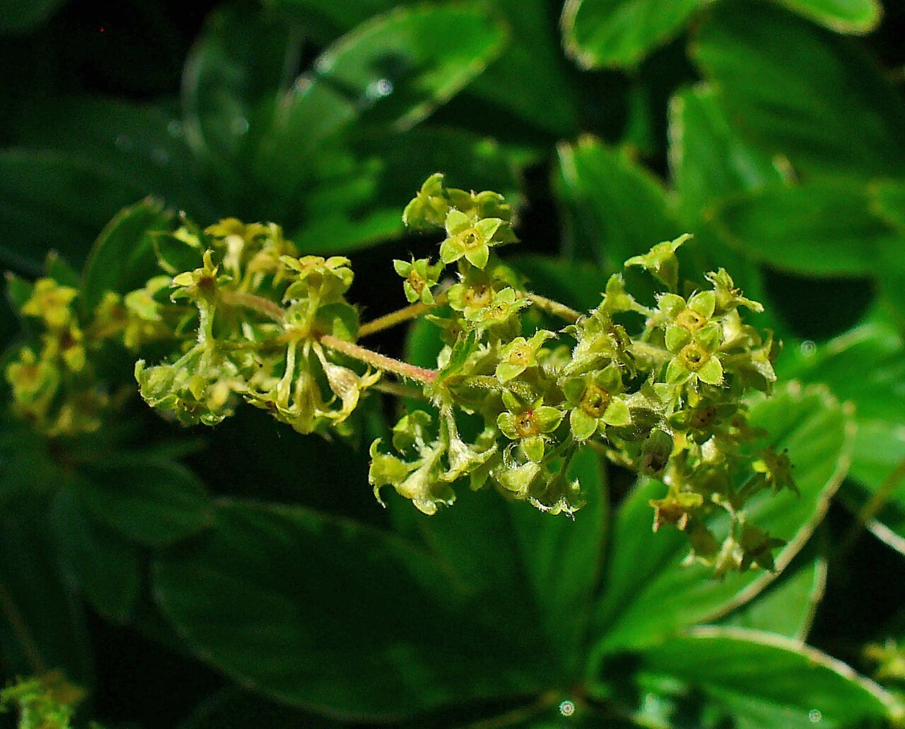 Alchemilla hoppeana: Alchemilla hoppeana , Rosaceae, Alpen Lady's Mantle, flowers; Botanical Garden KIT, Karlsruhe, Germany.