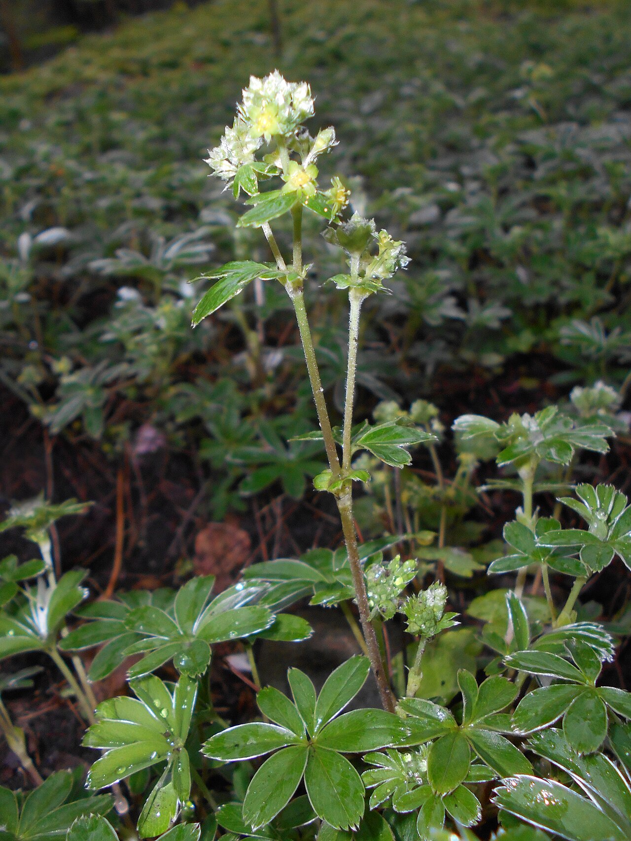 Alchemilla hoppeana: Przywrotnik Hoppego ( Alchemilla hoppeana ), Ogród Botaniczny Uniwersytetu Warszawskiego.