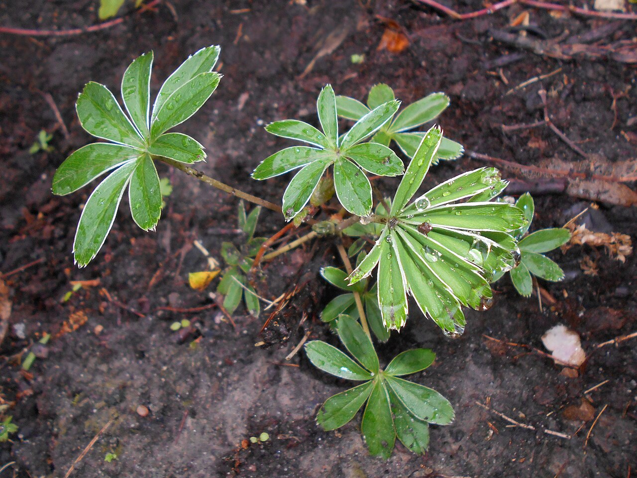 Alchemilla hoppeana: Przywrotnik Hoppego ( Alchemilla hoppeana ), Ogród Botaniczny Uniwersytetu Warszawskiego.