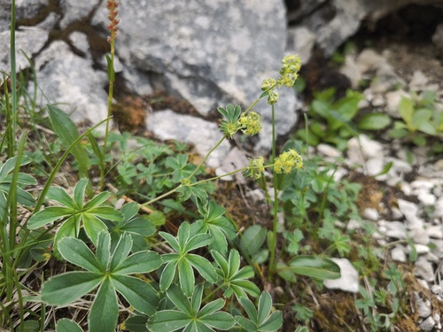 Alchemilla hoppeana (Alchemilla hoppeana)