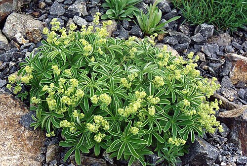 Alchemilla hoppeana: Alchemilla hoppeana