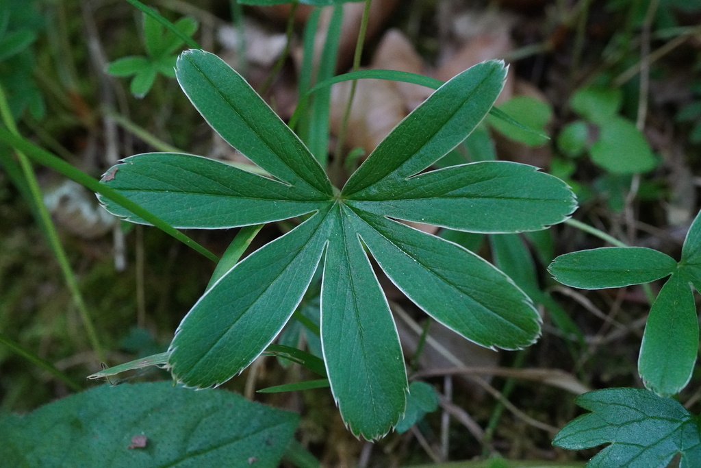 Alchemilla hoppeana (Alchemilla hoppeana)