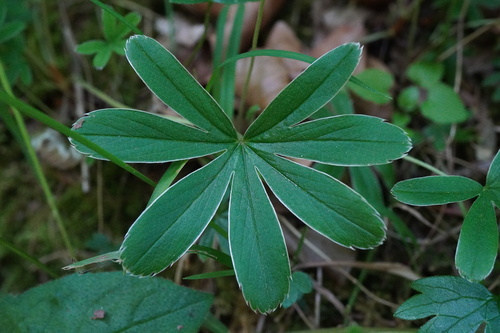 Alchemilla hoppeana (Alchemilla hoppeana)