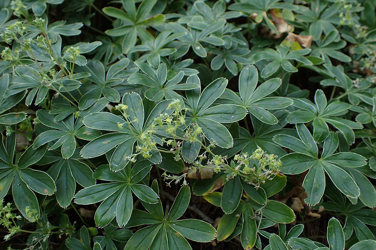 Alchemilla incisa: Alchemilla incisa in botanical garden in Łódź