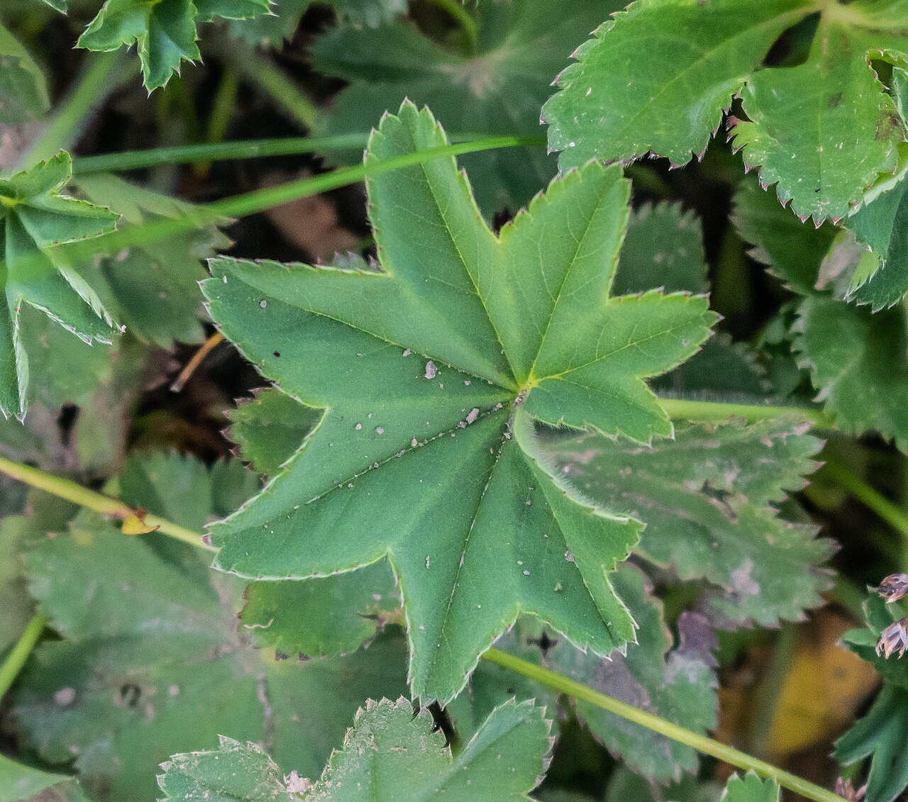 Alchemilla inconcinna: Alchemilla inconcinna in commune of Morzine, Haute-Savoie, France