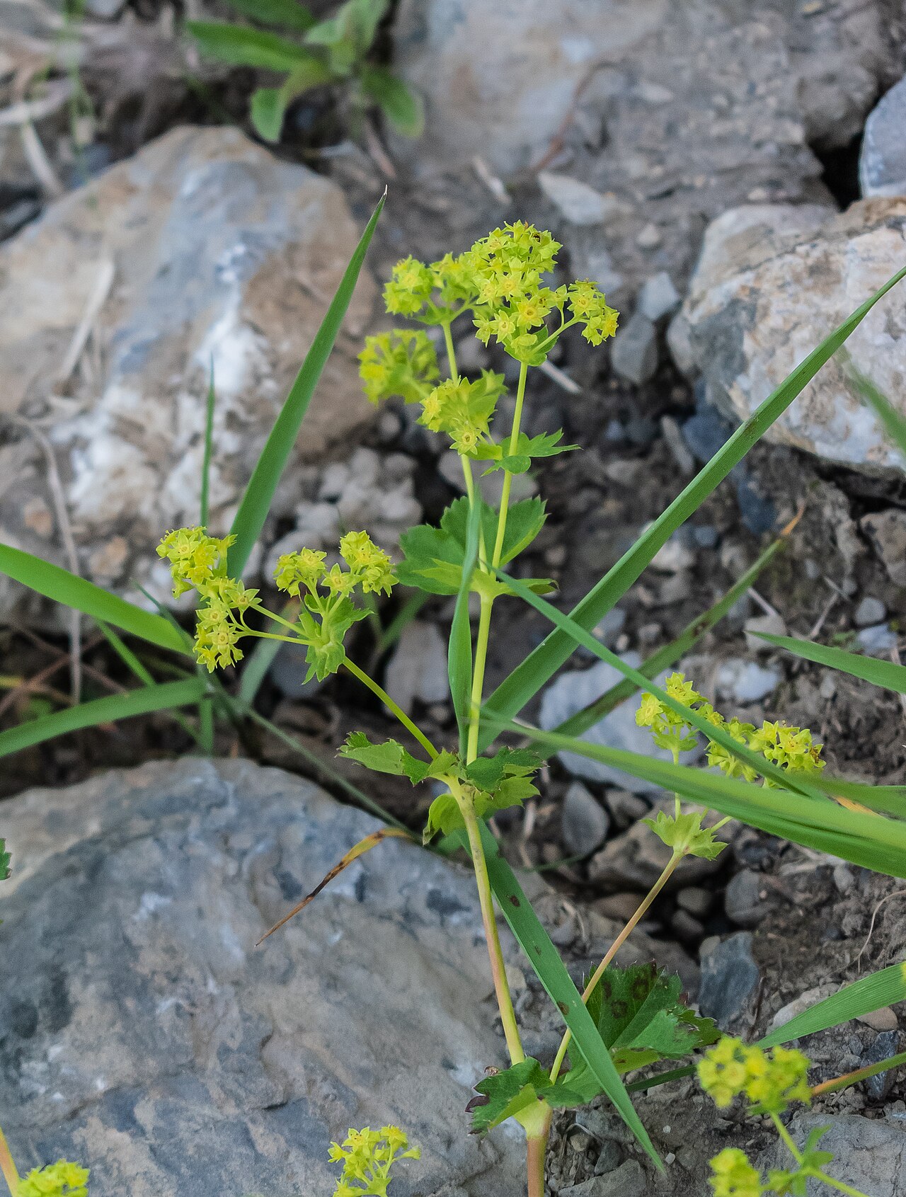 Alchemilla inconcinna: Alchemilla inconcinna in commune of Morzine, Haute-Savoie, France