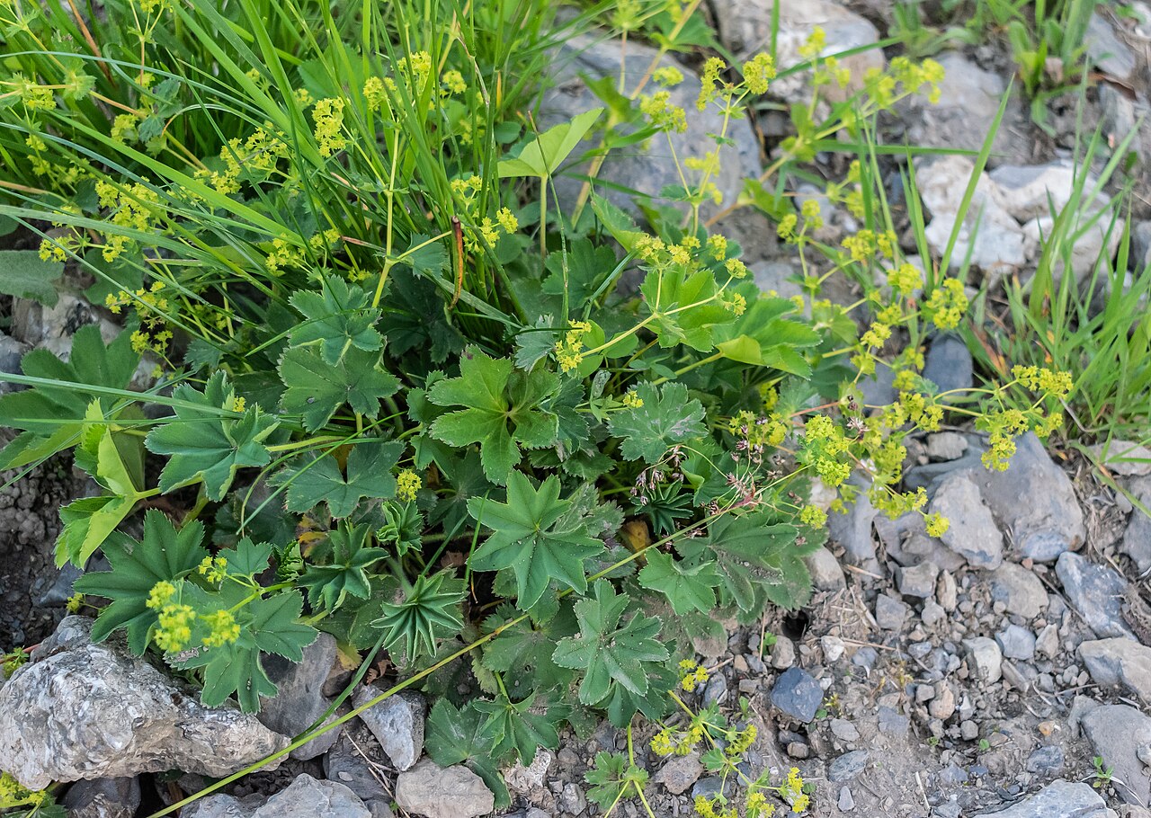 Alchemilla inconcinna: Alchemilla inconcinna in commune of Morzine, Haute-Savoie, France