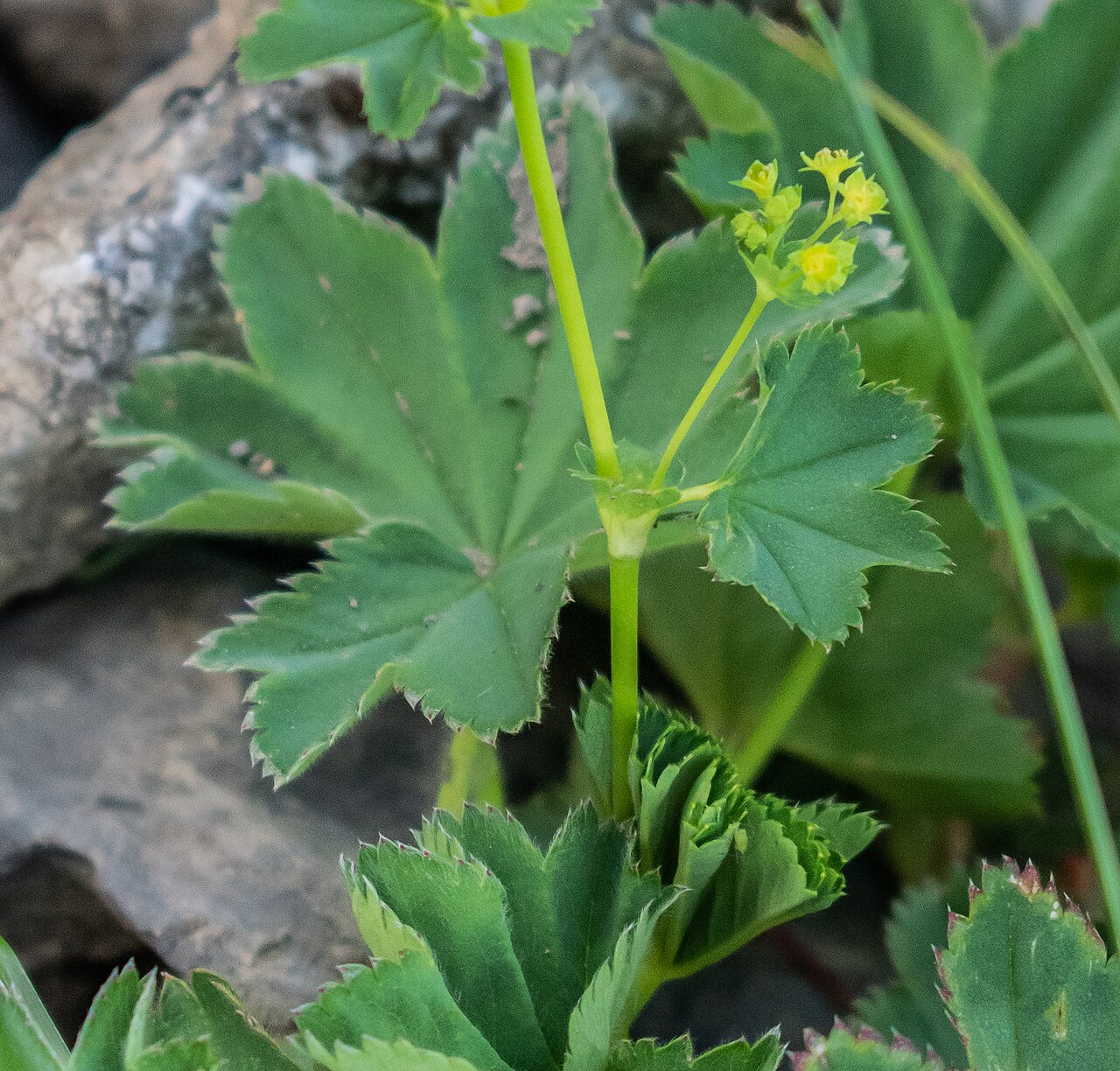 Alchemilla inconcinna: Alchemilla inconcinna in commune of Morzine, Haute-Savoie, France