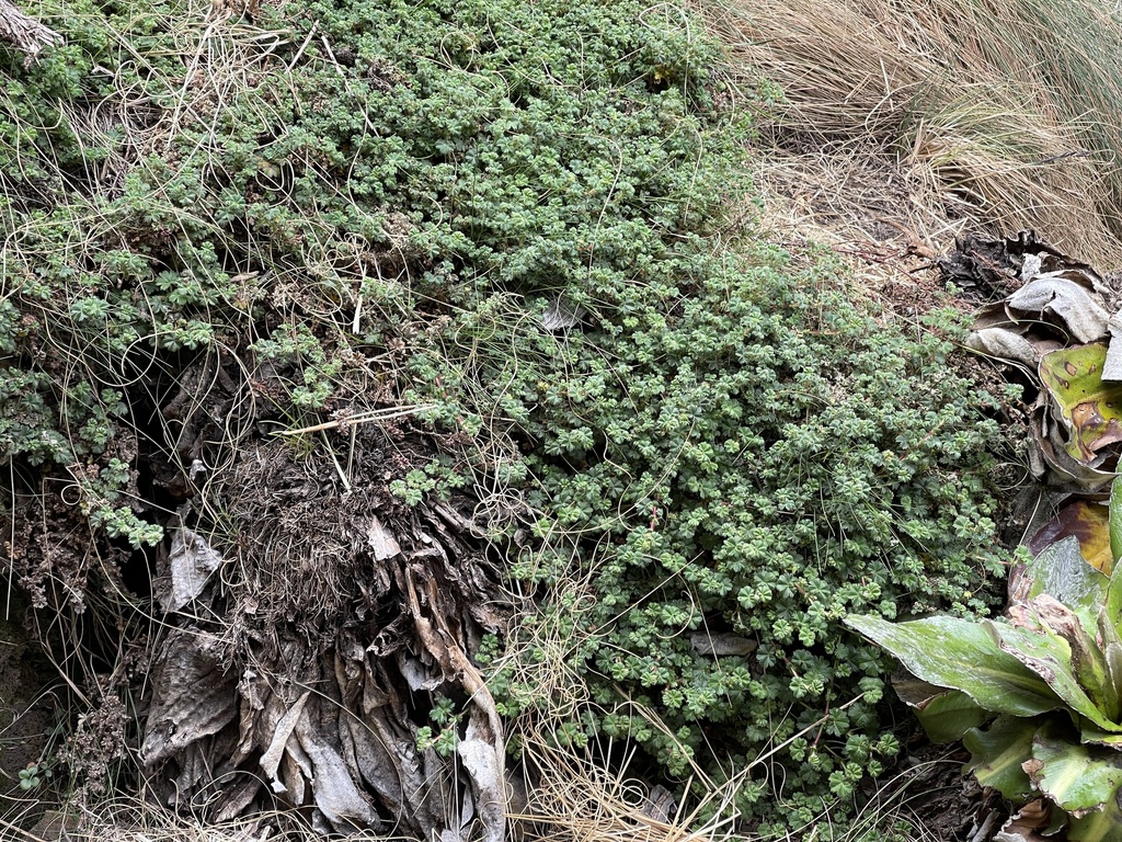 Alchemilla johnstonii (Alchemilla johnstonii)