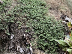Alchemilla johnstonii (Alchemilla johnstonii)