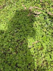 Alchemilla johnstonii (Alchemilla johnstonii)