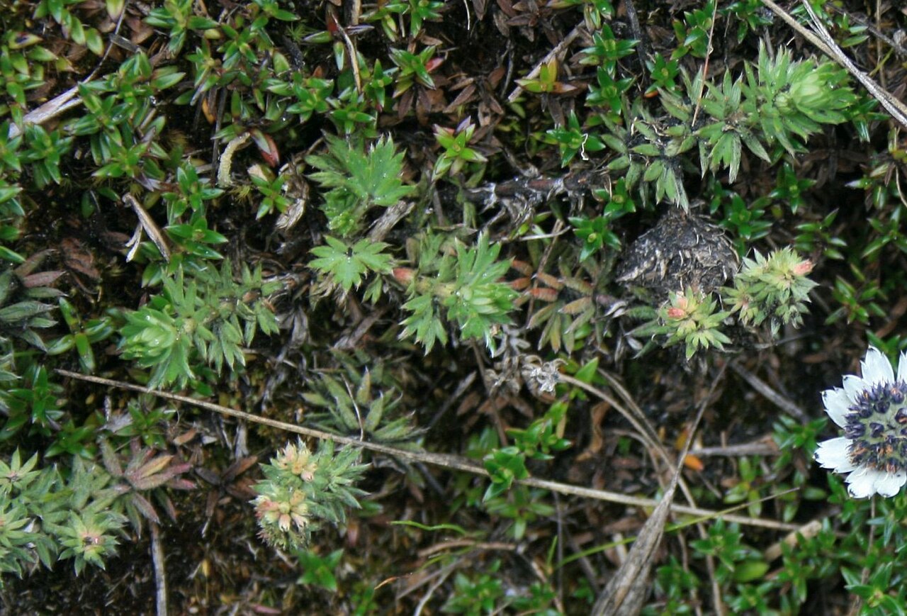 Alchemilla killipii: Alchemilla killipii , Rosengewächse (Rosaceae) – Kolumbien/Colombia: Dpto. Cundinamarca, Parque Nacional Natural Chingaza, Sendero Lagunas de Siecha, ca. 11–12