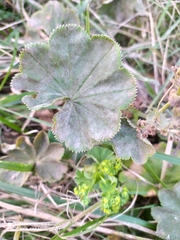 Alchemilla lindbergiana (Alchemilla lindbergiana)