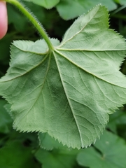 Alchemilla lindbergiana (Alchemilla lindbergiana)
