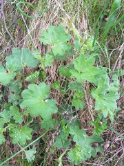 Alchemilla lindbergiana (Alchemilla lindbergiana)