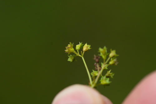 Alchemilla lindbergiana (Alchemilla lindbergiana)