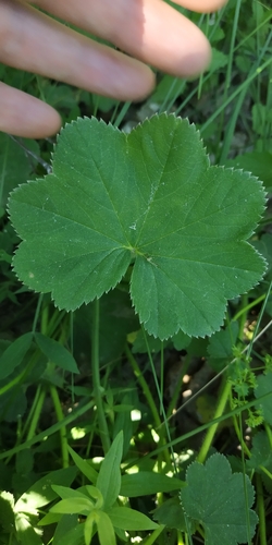 Alchemilla lindbergiana (Alchemilla lindbergiana)
