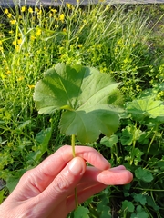 Alchemilla lindbergiana (Alchemilla lindbergiana)