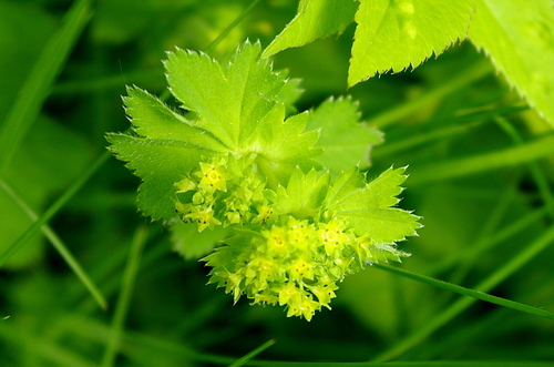 Alchemilla lindbergiana (Alchemilla lindbergiana)