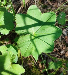 Alchemilla lindbergiana (Alchemilla lindbergiana)