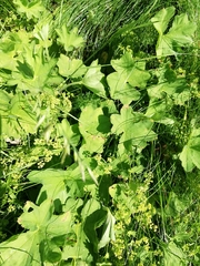 Alchemilla lindbergiana (Alchemilla lindbergiana)