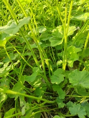 Alchemilla lindbergiana (Alchemilla lindbergiana)