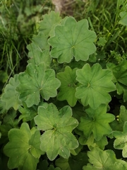 Alchemilla lindbergiana (Alchemilla lindbergiana)