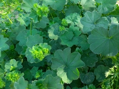 Alchemilla lindbergiana (Alchemilla lindbergiana)