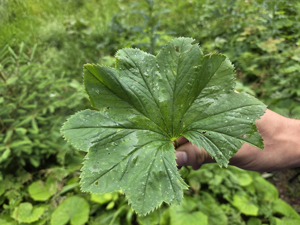 Alchemilla lineata (Alchemilla lineata)