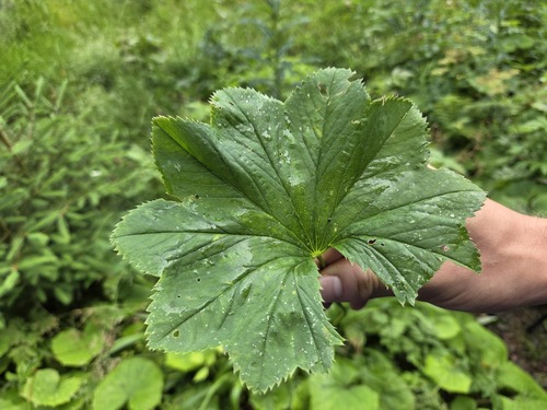 Alchemilla lineata (Alchemilla lineata)
