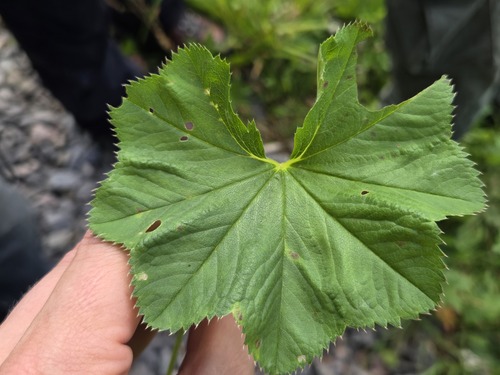 Alchemilla lineata (Alchemilla lineata)