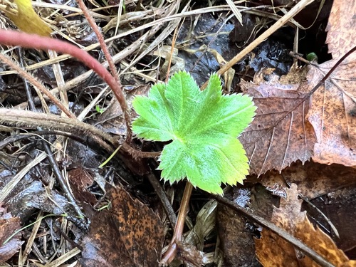 Alchemilla micans (Alchemilla micans)
