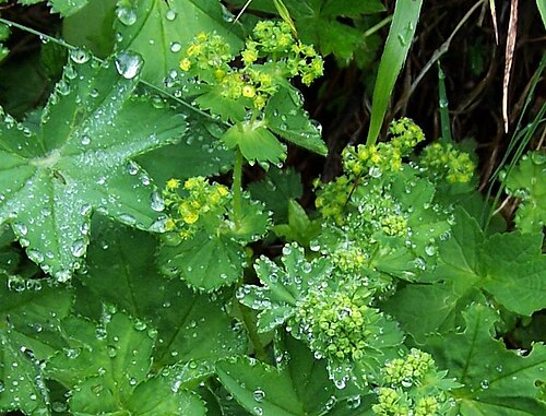 Alchemilla micans: Alchemilla gracilis